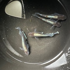 メダカ【レッドクリフダーク】　種親候補若魚　②ペア　産卵中(夢中メダカ様血統)の画像