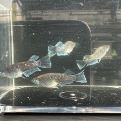 メダカ【レッドクリフダーク】　種親候補若魚　②ペア　産卵中(夢中メダカ様血統)の画像