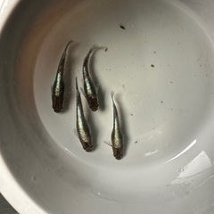 メダカ【レッドクリフダーク】　種親候補若魚　②ペア　産卵中(夢中メダカ様血統)の画像