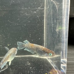 メダカ【レッドクリフダーク】　種親候補若魚　②ペア　産卵中(夢中メダカ様血統)の画像