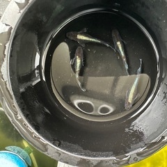 メダカ【レッドクリフダーク】　種親候補若魚　②ペア　産卵中(夢中...