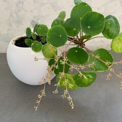観葉植物　ピレア・ペペロミオイデス①