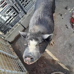 マイクロブタ🐷