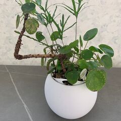 観葉植物　ピレア・ペペロミオイデス②