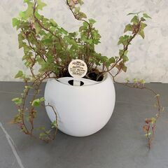 観葉植物　無印良品