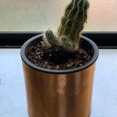 観葉植物　サボテン