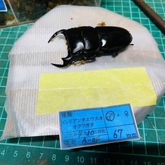 ③インドアンタエウスオオクワガタ   ♂♀♀の販売