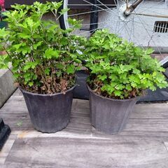黄色の菊の花フウセンカズラの種 2点セット