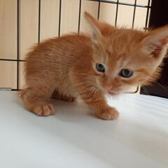 おとなしい甘えん坊の子猫です＊複数ご応募をいただいたので、一旦募...