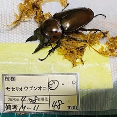 （お取引中）③モセリオウゴンオニクワガタ　新成虫ペアの販売