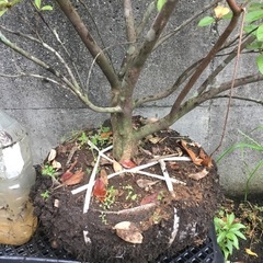 ケラマツツジ　１００センチの画像