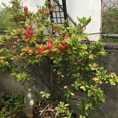 ケラマツツジ　１００センチの画像