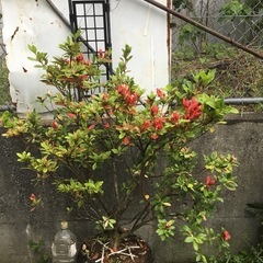 ケラマツツジ　１００センチ
