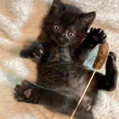 １ヶ月過ぎ位の子猫