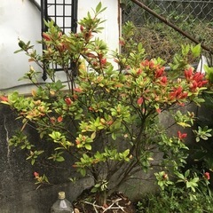 ケラマツツジ　１００センチの画像