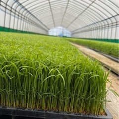 【今年度収穫見込み】令和7年富山県産コシヒカリ玄米30kg