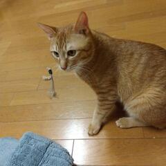 もうすぐ一歳前です