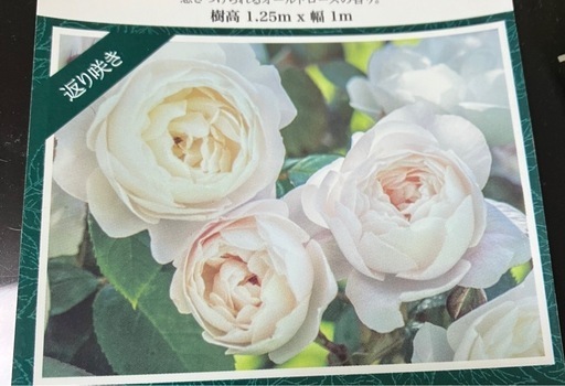 鉢植えのバラ③