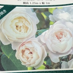 鉢植えのバラ③の画像