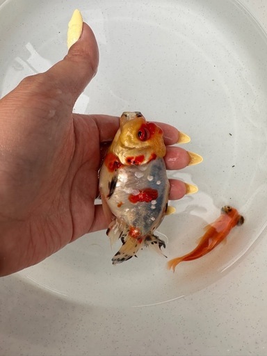 金魚　オランダ獅子頭　オランダ金魚　金魚オランダ