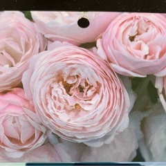 鉢植えのバラ①の画像