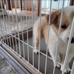 ボーダーコリーの里親募集