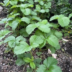 イチゴ苗　の画像