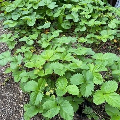 イチゴ苗　の画像