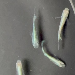 エメキン✖️綠光黒百ラメ　　12匹