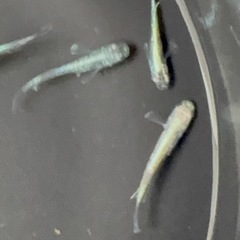 エメキン✖️綠光黒百ラメ　　12匹の画像