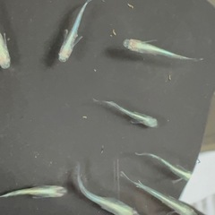エメキン✖️綠光黒百ラメ　　12匹の画像