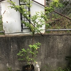 ヤマコウバシ　１６０センチ