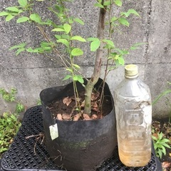 ヤマコウバシ　１６０センチの画像