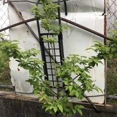 ヤマコウバシ　１６０センチの画像