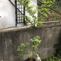 ヤマコウバシ　１６０センチの画像