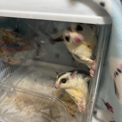 フクロウモモンガモザイクオス&ノーマル - 里親募集