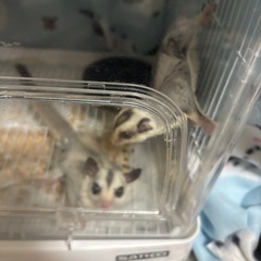 フクロウモモンガモザイクオス&ノーマル
