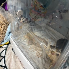 フクロウモモンガモザイクオス&ノーマル − 茨城県