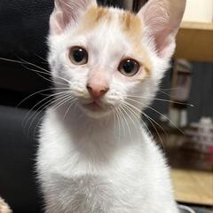 友達の車庫で生まれた子猫(代理投稿)