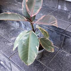 ゴムの木の画像