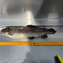 釣具頂けませんか？