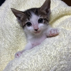 5月5日生後1ヶ月位の子猫6匹保護しました。野良ママ猫も一…