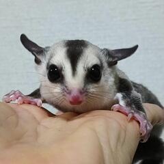 フクモモ男の子