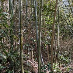 竹