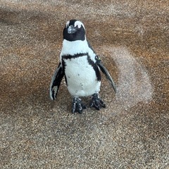 メッセージを中心に仲良くしてくださる友達を募集します✨