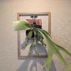 ビカクシダ　ギンカ(P. ginka)　観葉植物　コウモリラン