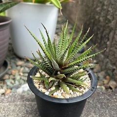 十二の巻