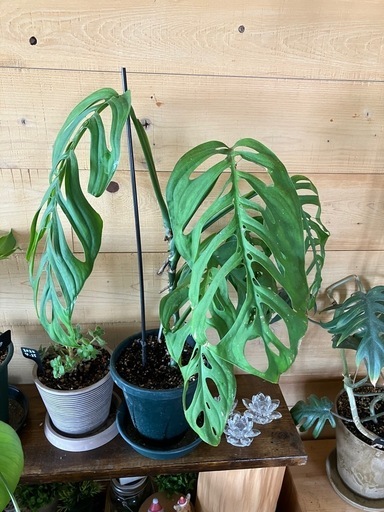 モンステラ2鉢セット