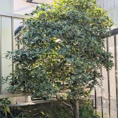植木庭木観葉植物♪たぶんヒイラギ