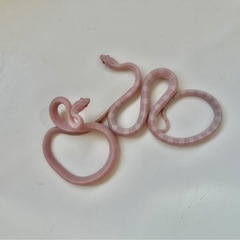爬虫類　蛇　飼育用品　グッズ